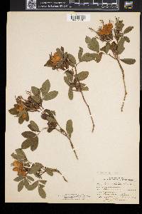 Rosa nitida image