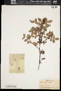 Rosa nitida image