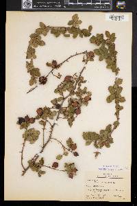 Rosa rubiginosa image
