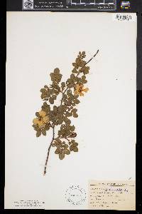 Rosa rubiginosa image