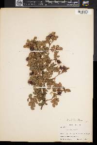 Rosa rubiginosa image