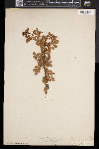 Rosa rubiginosa image