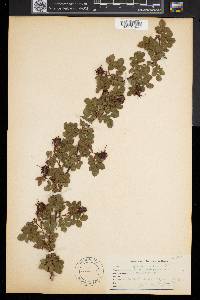 Rosa rubiginosa image