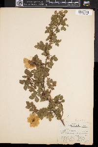 Rosa rubiginosa image