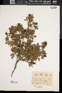 Rosa rubiginosa image