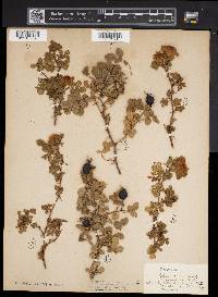 Rosa rubiginosa image