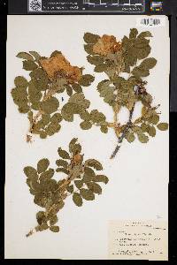 Rosa rugosa image