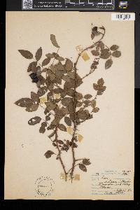 Rosa setigera image