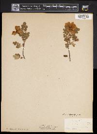 Rosa spinosissima image