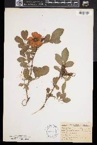 Rosa virginiana image