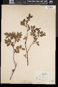 Rosa virginiana image