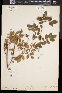 Rosa virginiana image