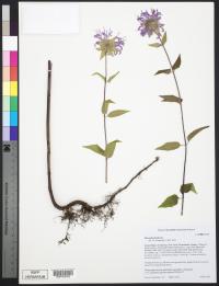 Monarda fistulosa image