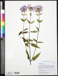 Monarda fistulosa image