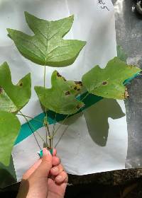 Liriodendron tulipifera image