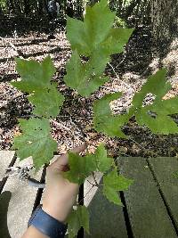 Acer rubrum image