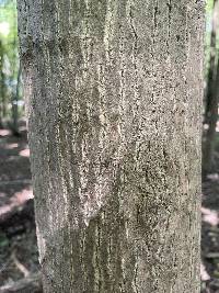 Liriodendron tulipifera image