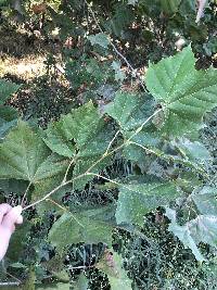 Platanus occidentalis image