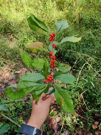 Ilex verticillata image