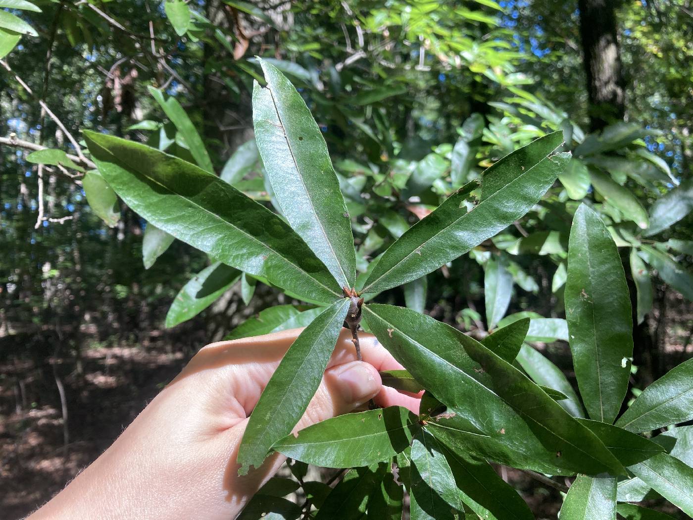 Quercus phellos image