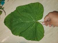 Catalpa speciosa image