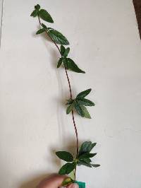 Lonicera japonica image