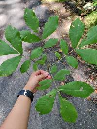 Carya tomentosa image