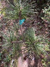 Image of Pinus rigida