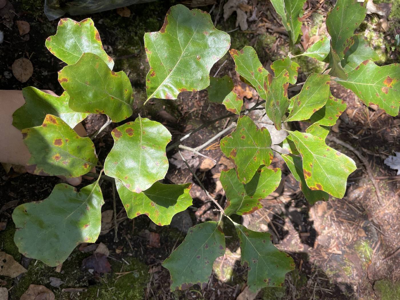 Quercus ilicifolia image