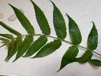 Ailanthus altissima image