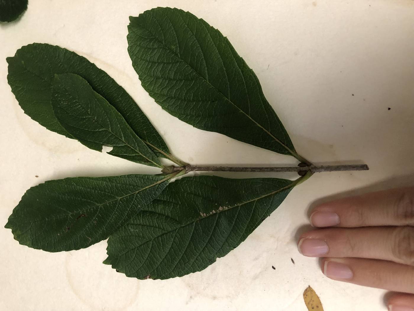 Viburnum sieboldii image