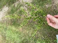 Juniperus virginiana image