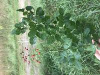 Rosa multiflora image