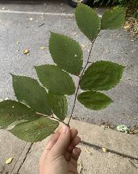 Fagus grandifolia image