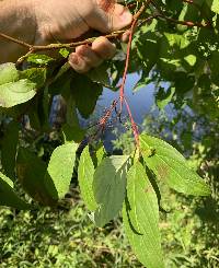 Cornus sericea image