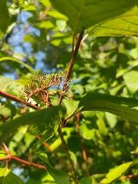 Cornus sericea image