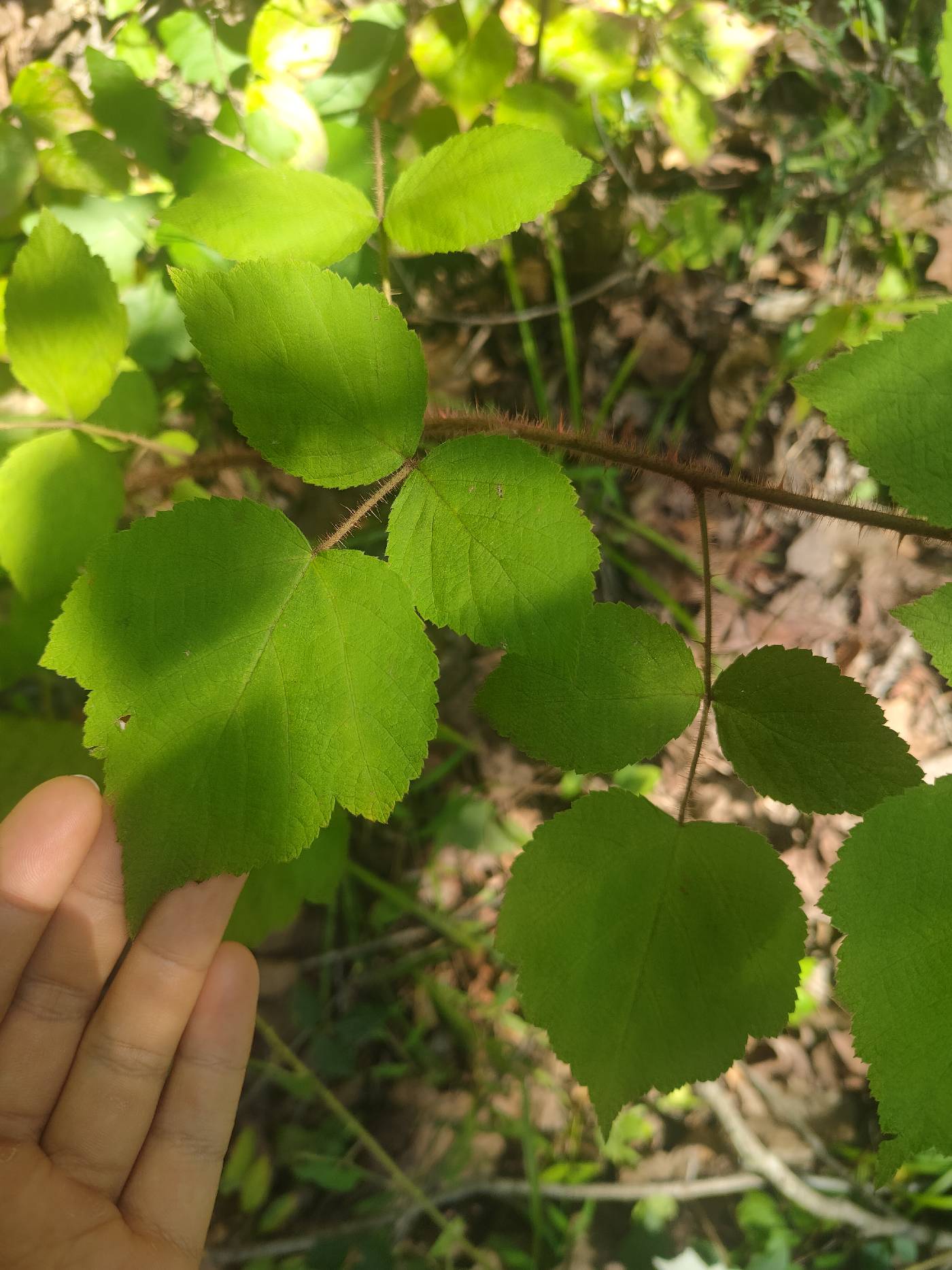 Rubus phoenicolasius image