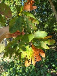 Sassafras albidum image