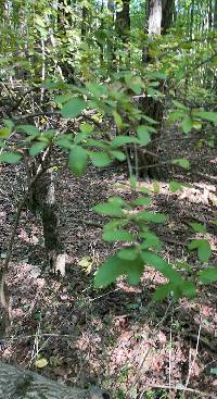 Ligustrum obtusifolium image