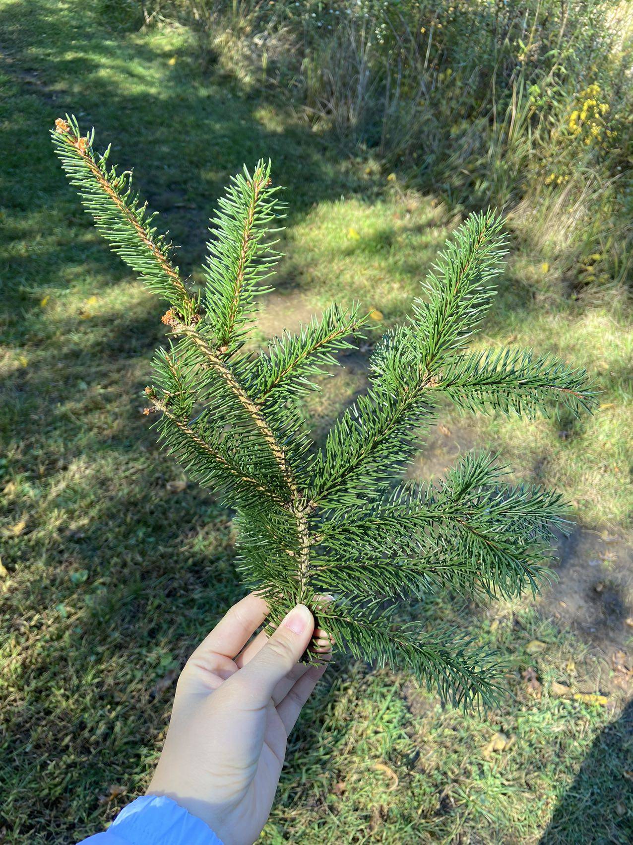 Picea abies image