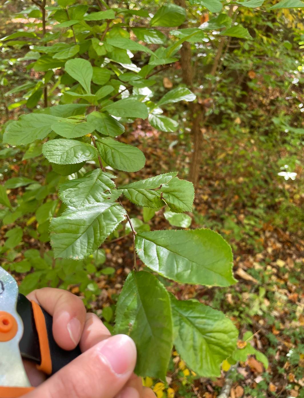 Photinia villosa image