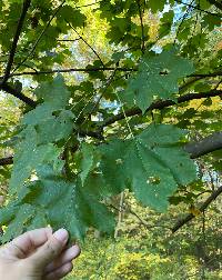 Acer platanoides image