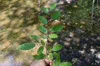 Carpinus caroliniana image