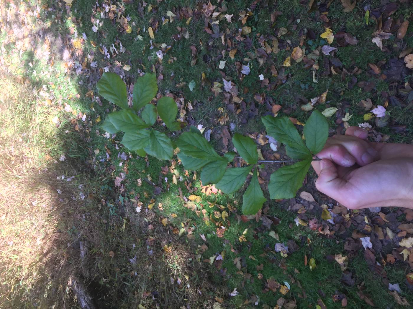 Photinia villosa image