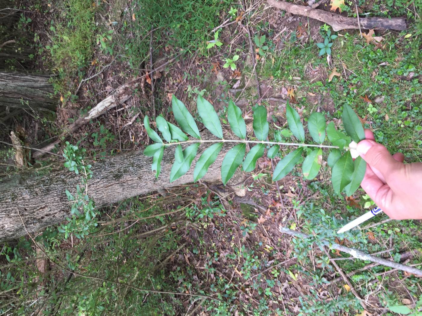 Ligustrum ovalifolium image