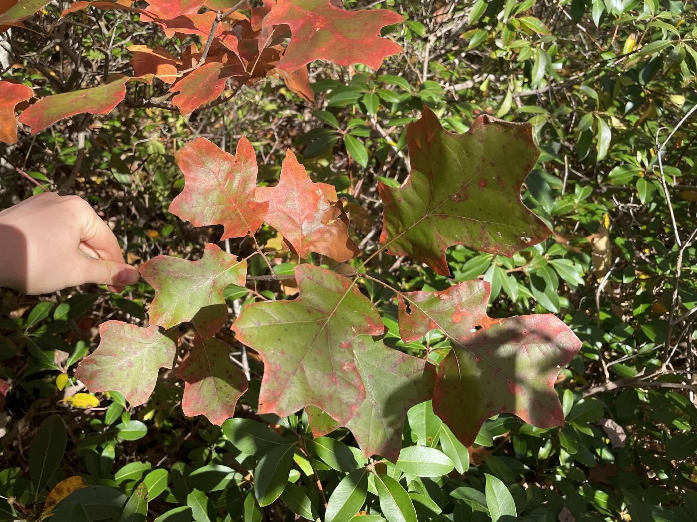 Quercus ilicifolia image