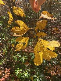 Sassafras albidum image