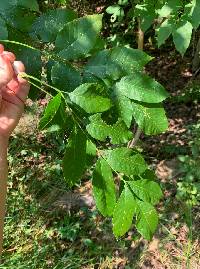 Fraxinus pennsylvanica image