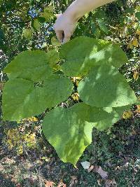 Catalpa speciosa image