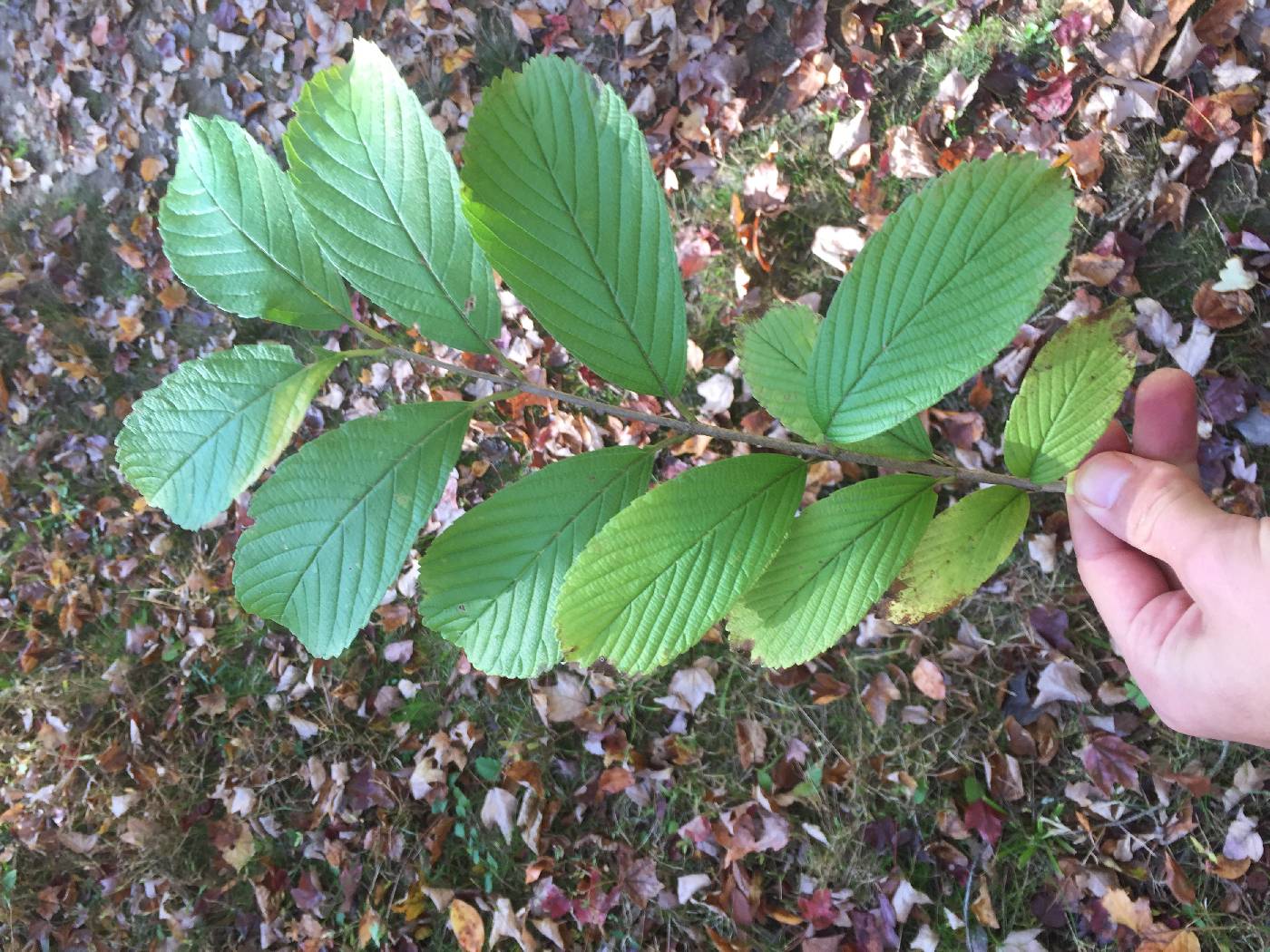 Viburnum sieboldii image